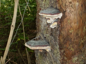 Zwammen