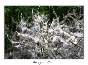 230509ROY-123-kopie