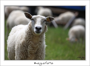 230509ROY-126-kopie