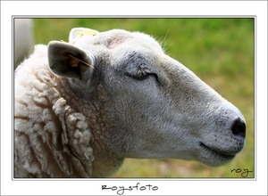 230509ROY-132-kopie