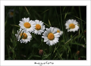 230509ROY-178-kopie-2