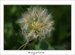 230509ROY-182-kopie