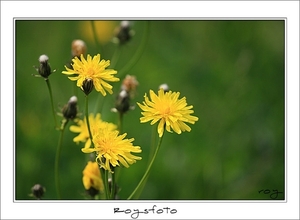 230509ROY-183-kopie