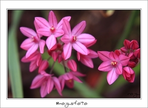 230509ROY-187-kopie