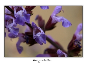 230509ROY-199-kopie