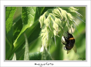 230509ROY-044-kopie
