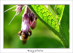 230509ROY-047-kopie