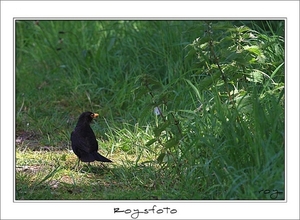 230509ROY-055