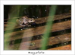 230509ROY-059-kopie