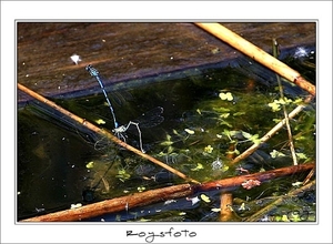 230509ROY-061-kopie