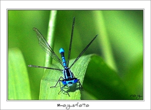 230509ROY-063-kopie