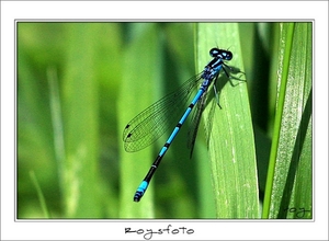 230509ROY-065-kopie