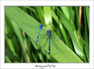 230509ROY-066-kopie