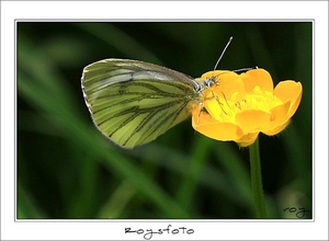 230509ROY-067-kopie