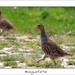 230509ROY-117-kopie
