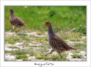 230509ROY-117-kopie
