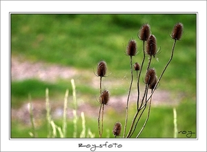 230509ROY-120-kopie