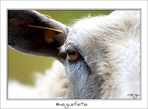 230509ROY-130-kopie