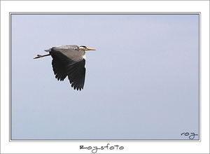 230509ROY-137-kopie