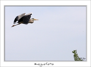 230509ROY-139-kopie-2