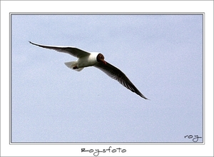 230509ROY-145-kopie