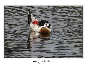 230509ROY-159-kopie