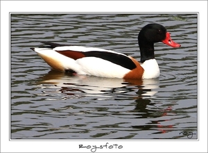 230509ROY-163-kopie