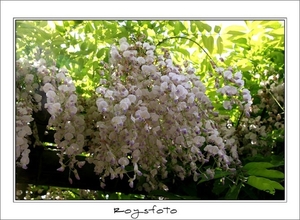 240509ROY-013-kopie