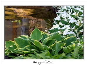 240509ROY-018-kopie