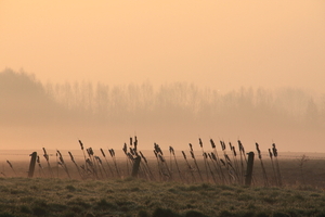 zonsopgang,riet