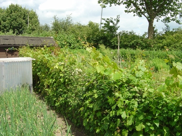 volkstuin 2008 001