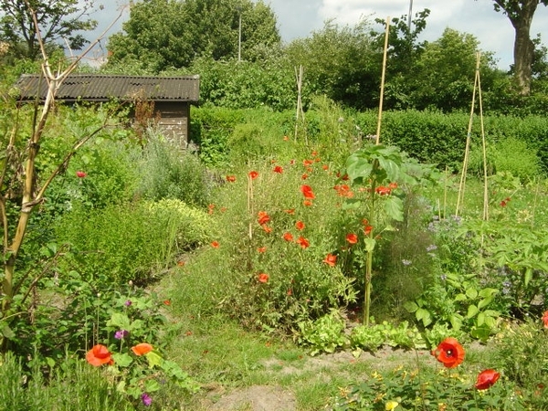 volkstuin 2008 002