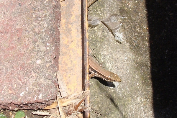 DSC00815