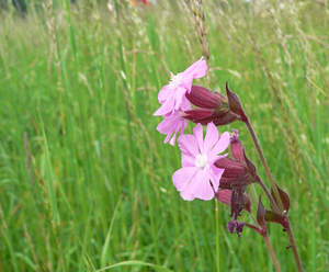 Dagkoekoeksbloem