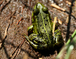Groene kikker