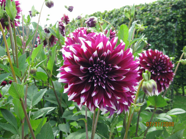 Dahlia