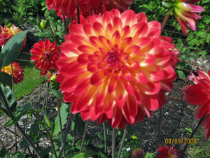 Dahlia