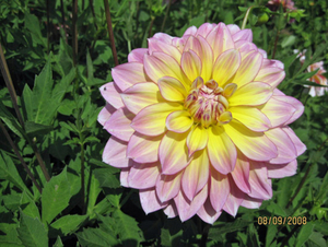 Dahlia