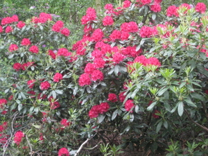 Rododendrons