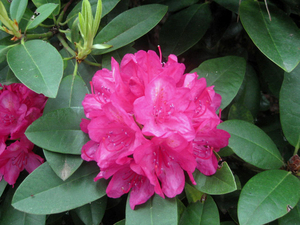 Rododendrons.