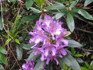 Rododendrons