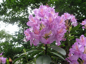 Rododendrons.