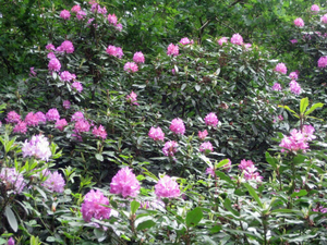 Rododendrons.