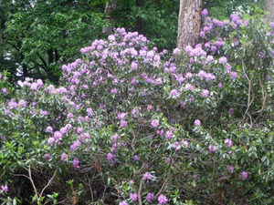 Rododendrons