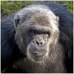 Chimp