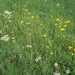 De bloemen in het veld