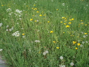 De bloemen in het veld