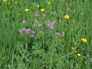 Veldbloemen