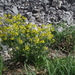 De bloemen op het pad langs de Lech