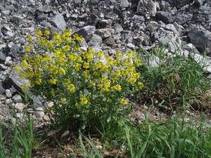 De bloemen op het pad langs de Lech